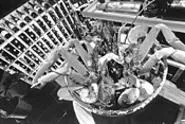 From sauces to seafood, Pazzo's presentation earns - high marks. - WALTER NOVAK