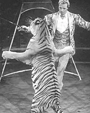 "Good tiger, good tiger." Mark Oliver Gebel dances - with a really big cat.