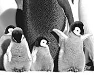 Jacquet captures penguin life as few have seen it - before.