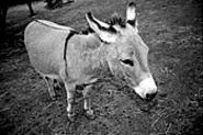 Nice ass: The odds-on favorite to win the Lorain - County Fair's donkey race (see Monday).