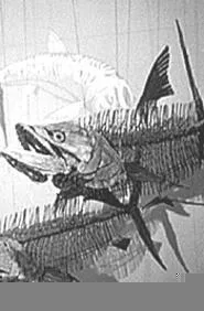 No Sigmund, but plenty of Sea Monsters at the history - museum.