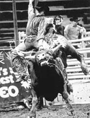 Points well taken: The daring men of the World's Toughest Rodeo.