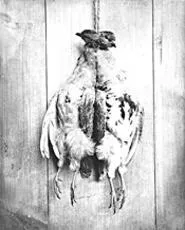 The art museums Trophies of the Hunt documents - mans treatment of animals.