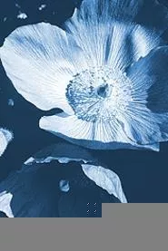 The Himalayan Blue Poppy, this year's budding star.