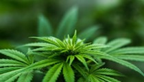 Cannabis Compounds Can Prevent COVID-19 Infection, Study Finds