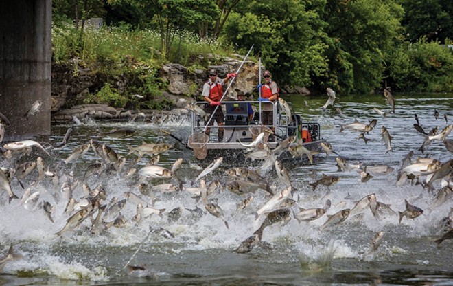 Silver carp jumping in the Fox River in Illinois. - PHOTO BY RYAN HAGERTY/U.S. FISH AND WILDLIFE SERVICE