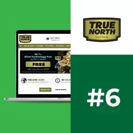 10 Best Seed Banks For Feminized Seeds With Us Delivery Paid Content Cleveland Cleveland Scene