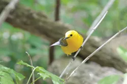 Prothonotary warbler at Magee Marsh - PHOTO BY JACK MOORE