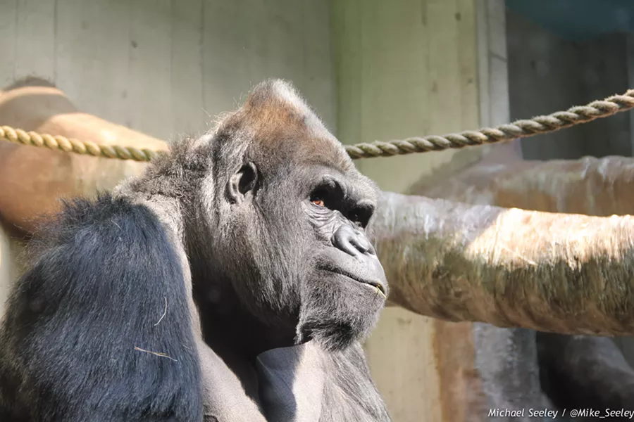 Mokolo at the Cleveland Metroparks Zoo.