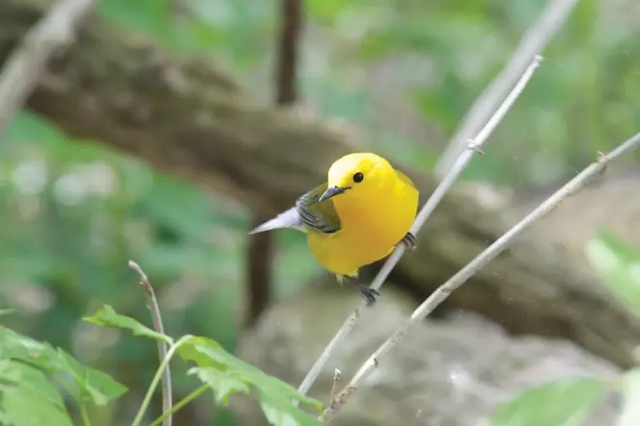 Prothonotary warbler at Magee Marsh - PHOTO BY JACK MOORE