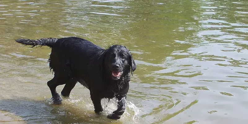 rocky memorial dog park