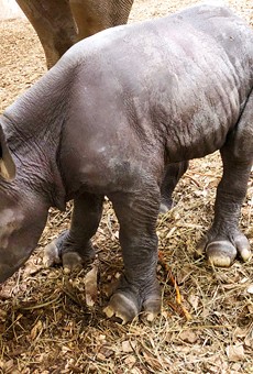 Baby Rhino Newest Addition at Cleveland Metroparks Zoo