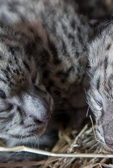 Get Ready to Cry Over the Cuteness of Cleveland Metroparks Zoo's Baby Snow Leopard Triplets