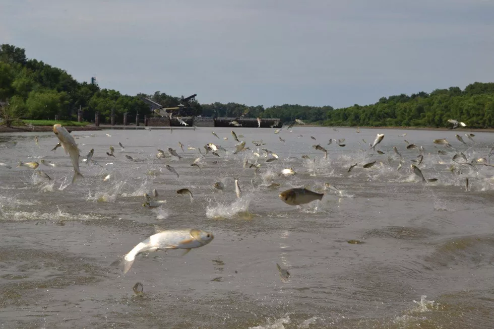 Silver carp jumping in the Fox River. - PHOTO COURTESY OF ASIAN CARP REGIONAL COORDINATING COMMITTEE