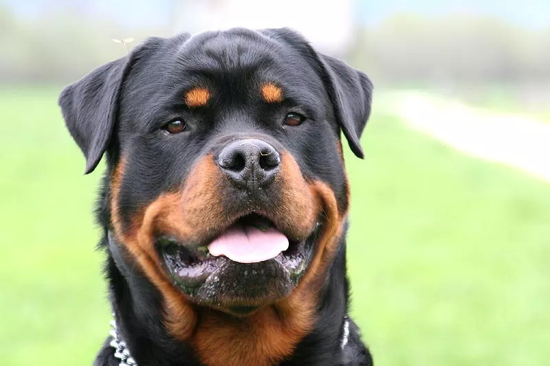 akron rottweiler starved to death after owner moved police say