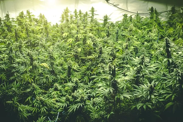 Marylanders Still Support Marijuana Legalization — Criminal Defense Lawyer Blog — October 29, 2021