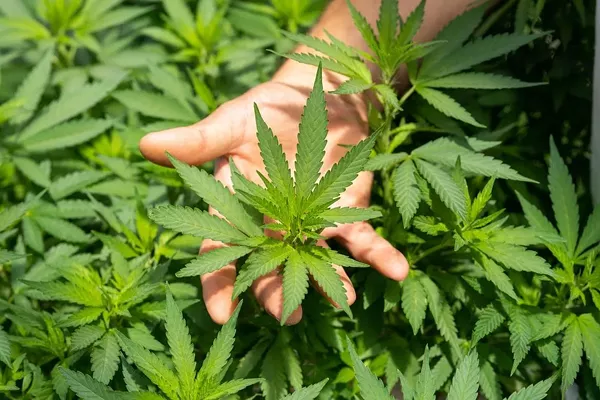 Best CBD Oil: Top 5 CBD Brands for Pain Relief In 2022 - Vimarsana News