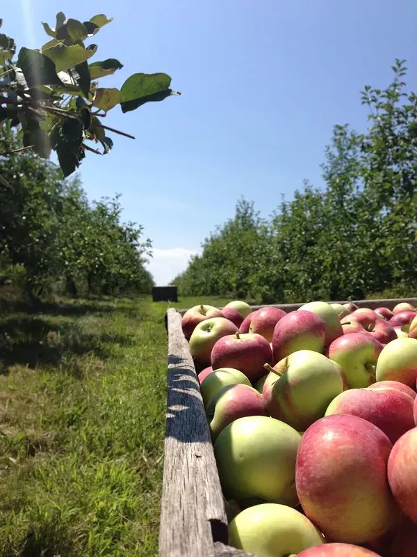 11 Spots for Apple Picking in Greater Cleveland Cleveland