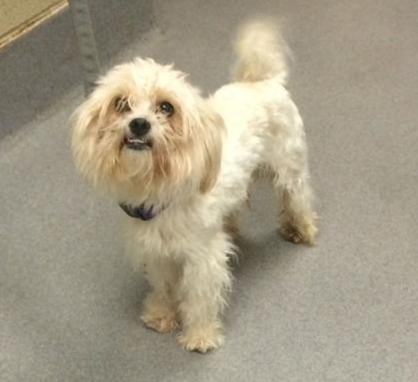 15 Adorable Pups Currently Up for Adoption at the Cleveland APL