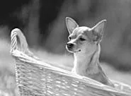 Watch out for this one at Working Dog Weekend. He'll - steal your cookies!
