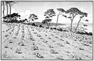 Works by French lithographer Henri Rivire are part of - the art museums Nature Sublime show.