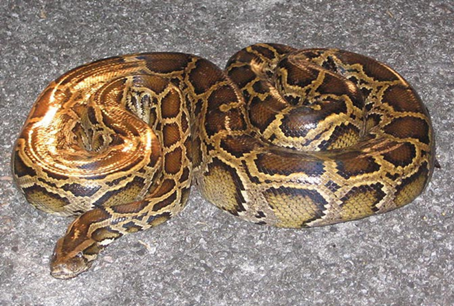 MIGHTY PYTHON: A poor, misunderstood invasive species that just wants to hug things. - WIKIMEDIA COMONS