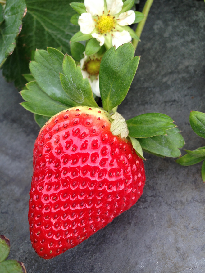 Florida Strawberry Restaurant Week runs for two weeks, beginning Jan. 21. - COURTESY OF FLORIDA STRAWBERRY GROWERS ASSOCIATION