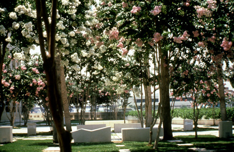 Friends of Kiley's main focus is to get trees like these back to the downtown Tampa greenspace. - C/O HARRY WOLF