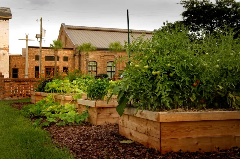 Kerry and Kristen Shay provide much of the expertise for this version of ‘Victory Gardens’ at Trustees’ Garden downtown. - JAMES BYOUS