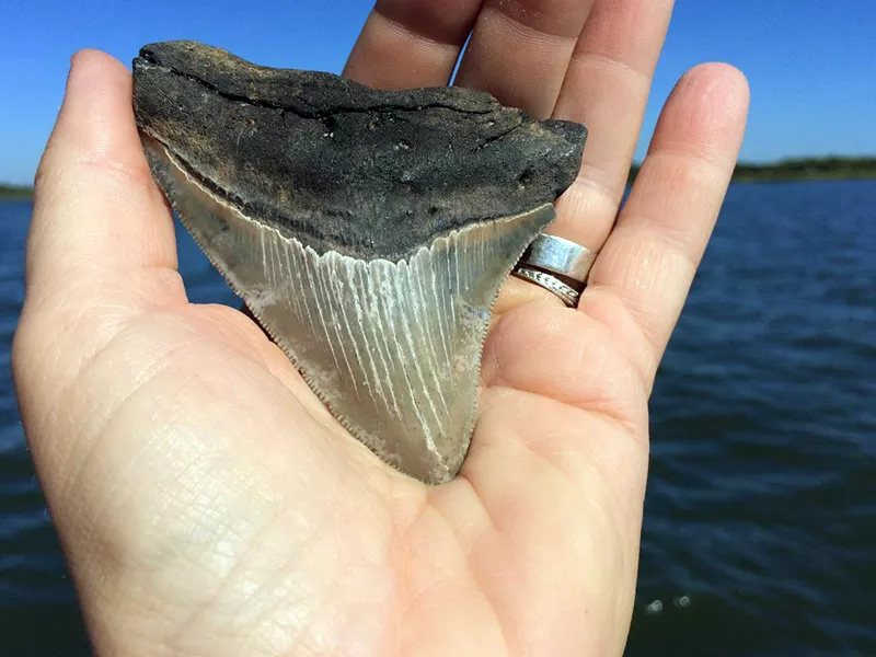 Megalodons were the ocean’s top predator for millions of years. Heidt looks for their fossilized teeth on river banks.