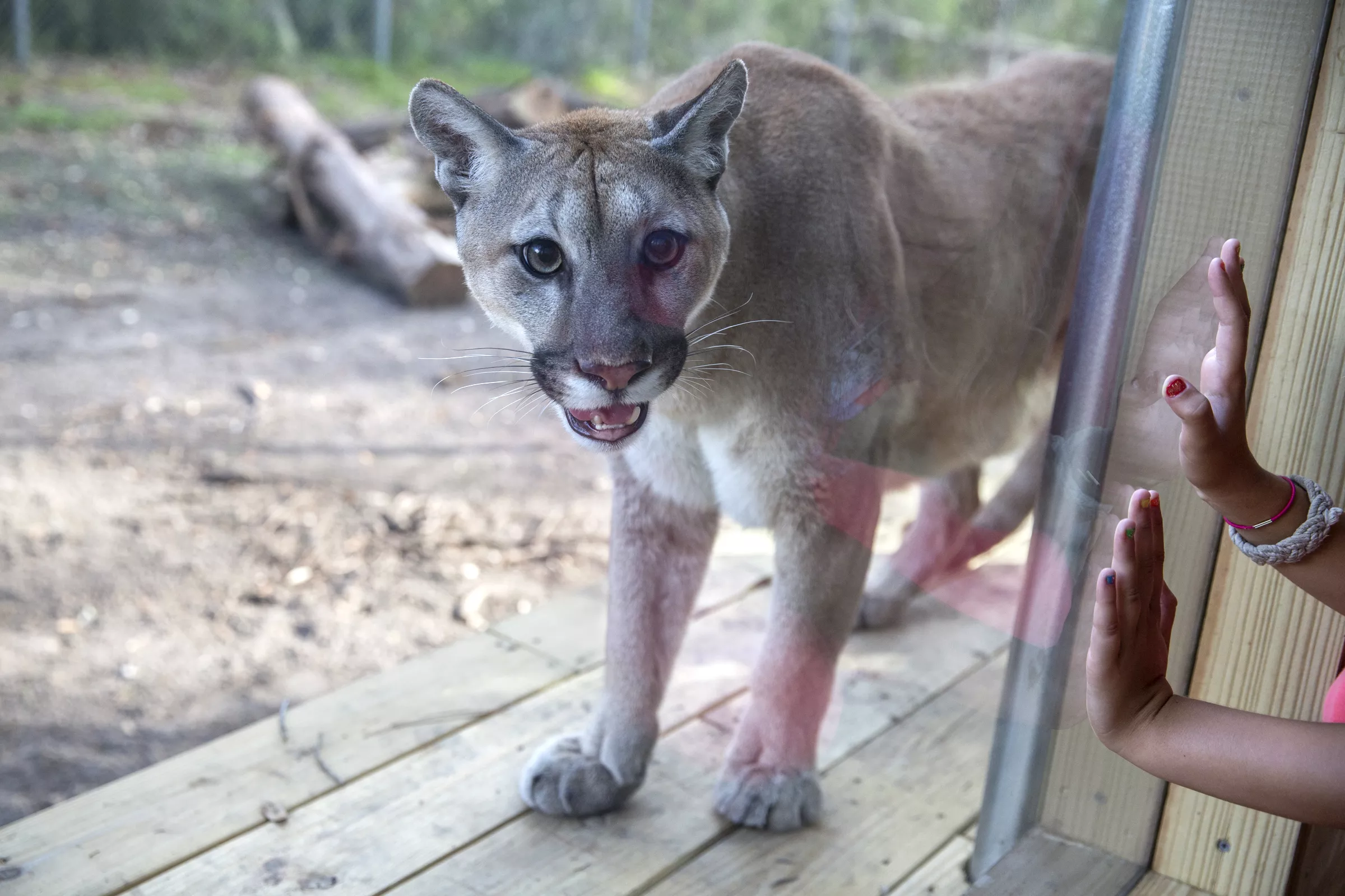 Who S The Cougar Now The Civil Society Column Savannah News Events Restaurants Music Connect Savannah