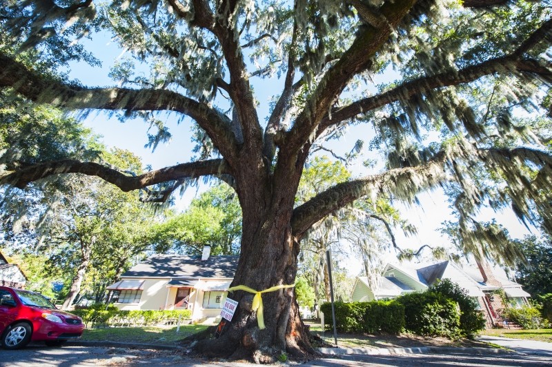 The giant live oak on E. 41st Street has seen its last days in spite of neighborhood protest. Photo by Geoff L. Johnson