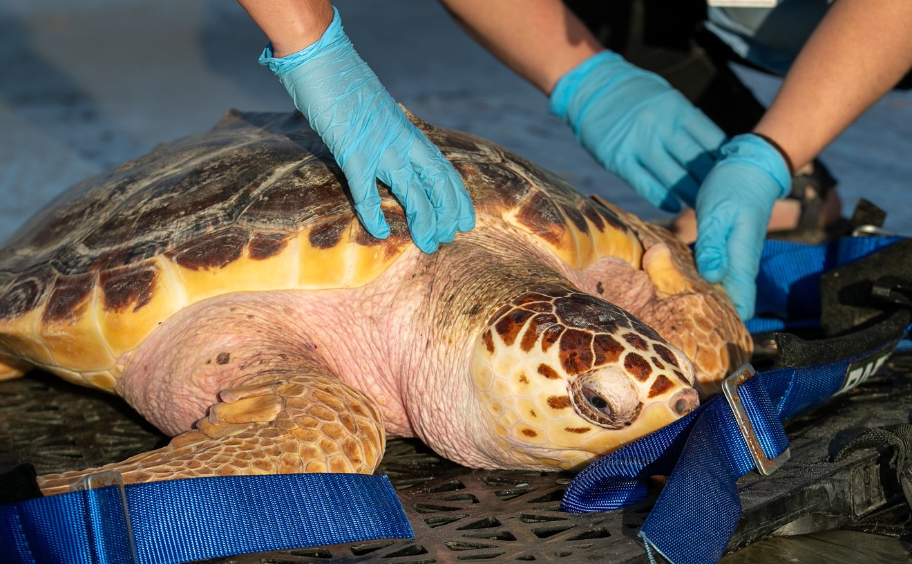 Tybee Island Marine Science Center releases Ike, a sea turtle who has lived at the Center for the past three years