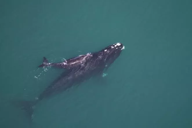 A North Atlantic right whale, who only comes to our area once a year to have their calves. - SEA TO SHORE ALLIANCE, TAKEN UNDER NOAA RESEARCH PERMIT #15488.