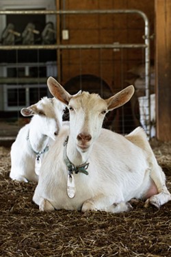 Bootleg Farm: What’s good for the goat is great for the cheese