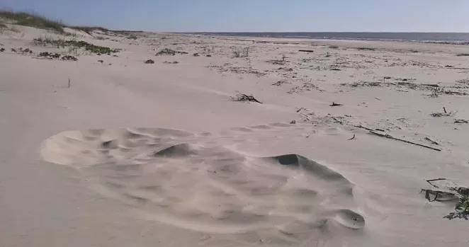 The season’s first loggerhead nest, on Cumberland Island. Photo by Doug Hoffman for the National Park Service