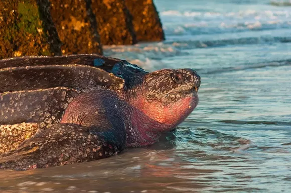 Photographer and Sea Turtle volunteer Chelsea Spaulding captured this photo of the leatherback on May 21. - CHELSEA SPAULDING