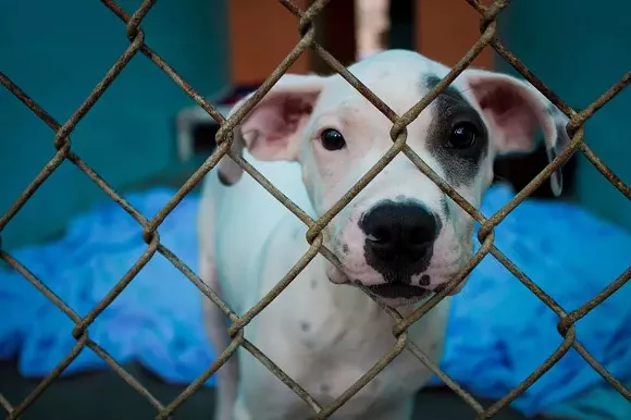 Animal Services says the proposed changes are meant to better protect public health and safety and promote the general welfare of citizens and animals in the county. - PHOTO BY JON WAITS