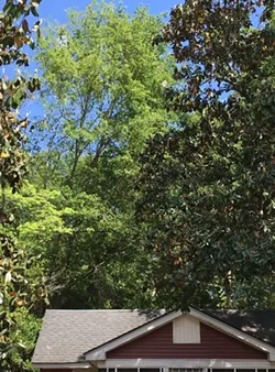 The sign saying '55' in the upper left tree branch shows the rough height in feet of the proposed facility.