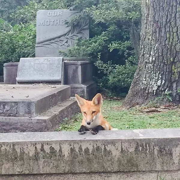 Have you seen this fox? We didn’t, but we’ll keep looking. - ANGELINA ACUNA