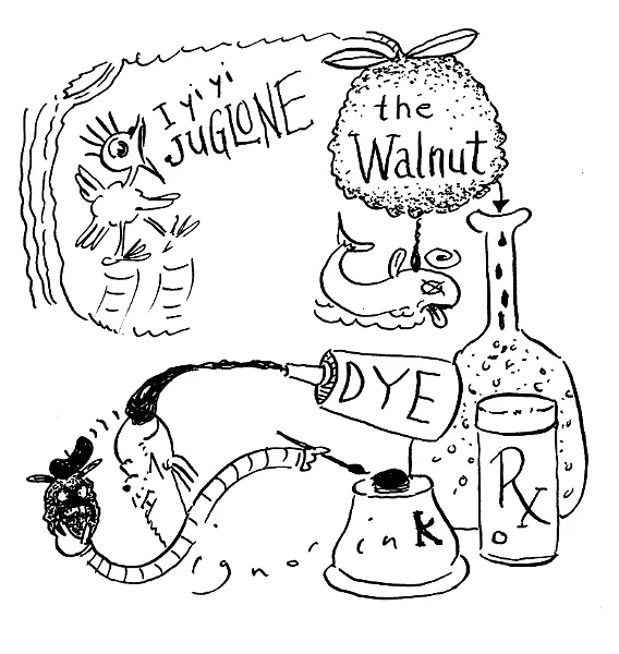 dope_151009_walnuts.jpg