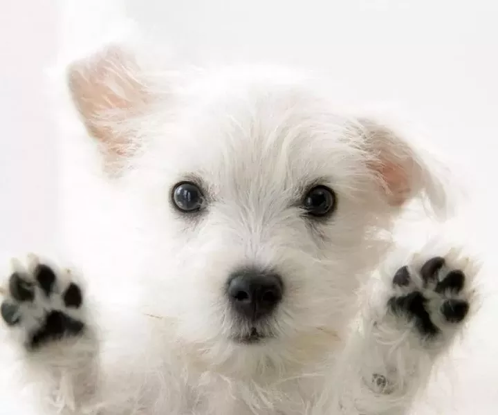 pets1-1.jpg