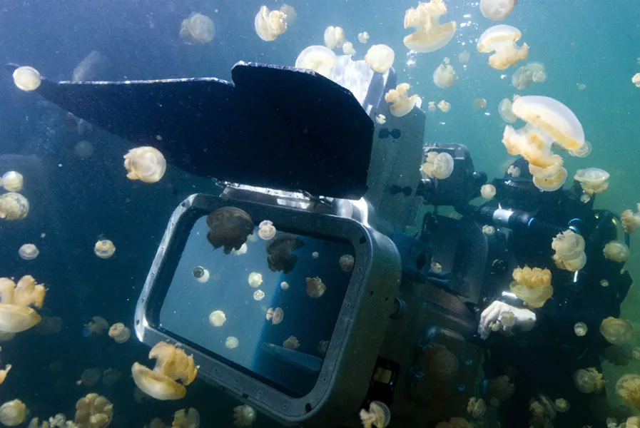 gray_s_reef--the_last_reef_3d_-_cinematographer_dj_roller_and_jellyfish.jpg