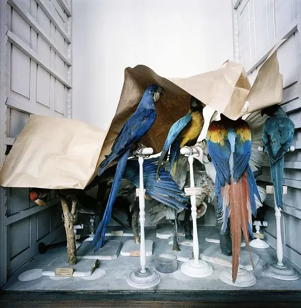artbeat24-rross_museum_national_d_histoire_naturelle_paris_france_1982_1_.jpg