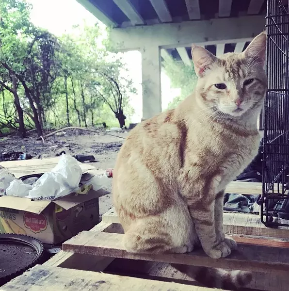 PHOTO COURTESY COASTAL PET RESCUE/JULIA SCHAAF