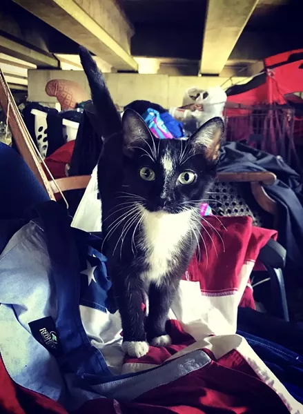 PHOTO COURTESY COASTAL PET RESCUE/JULIA SCHAAF