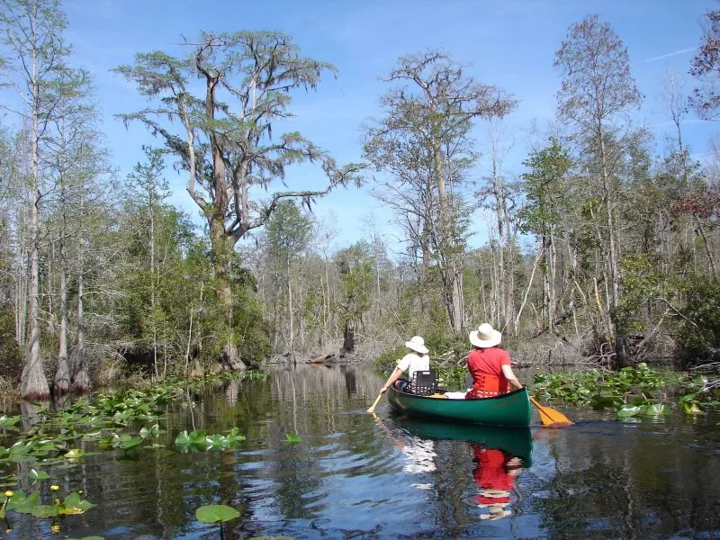 okefenokee-oke-joy_campbell_usfws.jpg