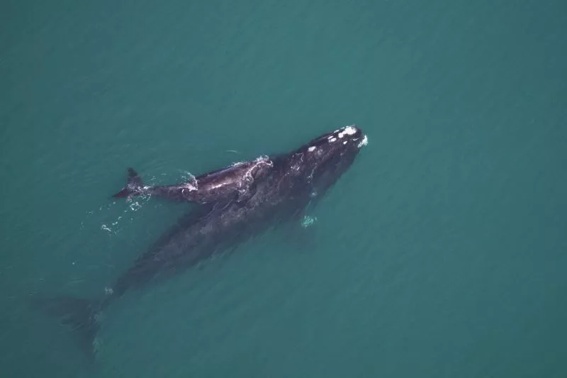 environment-whalegawildliferesourcesdiv-22.jpg