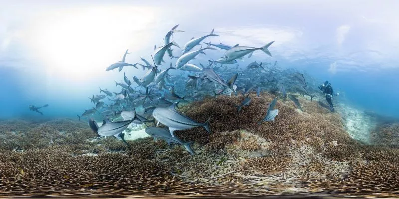 chasing_coral_-_trevally_at_lady_elliot_island_-_photo_by_th.jpg