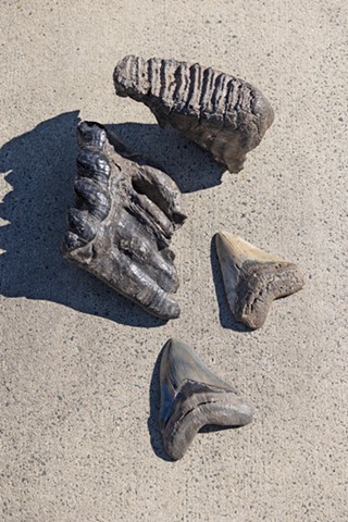 Inset: fossilized elephant and shark teeth Eberlein has found in local waters.